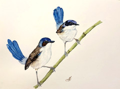 Fairywren Birds Watercolor Painting Original Blue Bird Couple Nature Art Signed