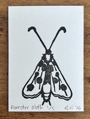 aceo original art by Emily Beck, Forester Moth 1/5, linocut insect art, 3.5×25″