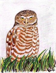 Owl Realistic Prismacolor Modern Original 8.5×11 Paper Wall Art BACH