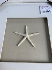 Beach Themed Glass Framed Sand Dollar and Starfish- 2 Pieces- New