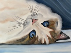 Original oil painting 11 x 14 inch beautiful white cat blue eyes- free shipping