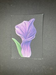 aceo original painting, lily flower, colored pencil, 2.5 x 3.5, keris creations