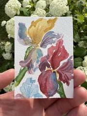 ACEO Original iris flowers, abstract botanical illustration floral by KC_ART_ME