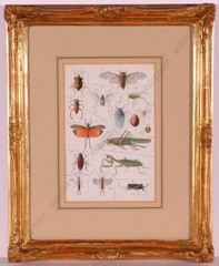 Josef Fleischmann (Illustrator / Brehm’s „Life of Animals“) watercolor, c1900(m)