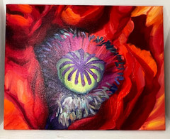 Jason Abbott signed oil on canvas painting – close up detail Red Poppy unframed