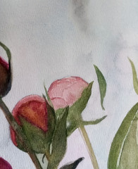 painting original watercolor floral still life pink peony buds on gray backgroun