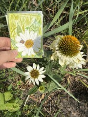 aceo original art painting Coneflower And Beetle
