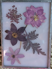 Original ACEO, Dried Flowers on a Shiny Backgrnd, Between Glass or Acrylic OOAK