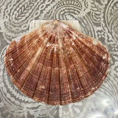 Hand Painted 5.5” Irish Scallop flat Shell – Islander Sea Star design