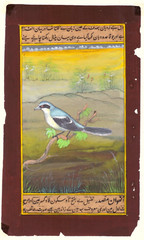 Hand Miniature Painting Of Beautiful Bird Vintage Fine Art On Paper 6×9.5 Inches