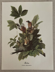 18 Best Loved Bird Paintings Prints By Audubon In Original Envelope – Missing 1
