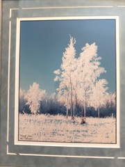 Frosty Trees Framed Art Print by R. Bienia 15 5/8″ x 12 5/8″ Sighed