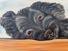 Original oil painting signed 11 x 14 inches black poodle dog
