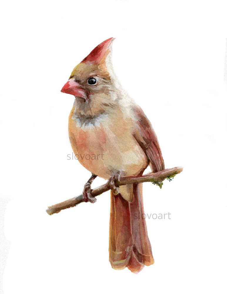 Red Cardinal. Print of an original watercolor. 5×7″ with white mat 8×10″ framed