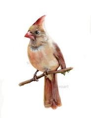 Red Cardinal. Print of an original watercolor. 5×7″ with white mat 8×10″ framed