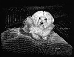 A Six months Old Maltese-Sweet Little Thing! -Reg Board 8.5″x11″ Scratch Signed