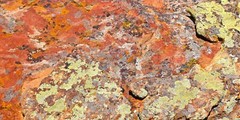 Lichens on Rock 5 – Digital Inkjet Photo Print – 9″ x 18″ with border