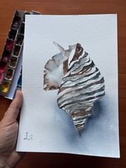 SeaShell Original Watercolor Painting Sea Wall Art HandMade Painted Gifts Summer