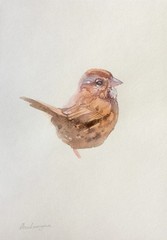 Sparrow, Birds, Watercolor artwork, Handmade, Original painting on paper