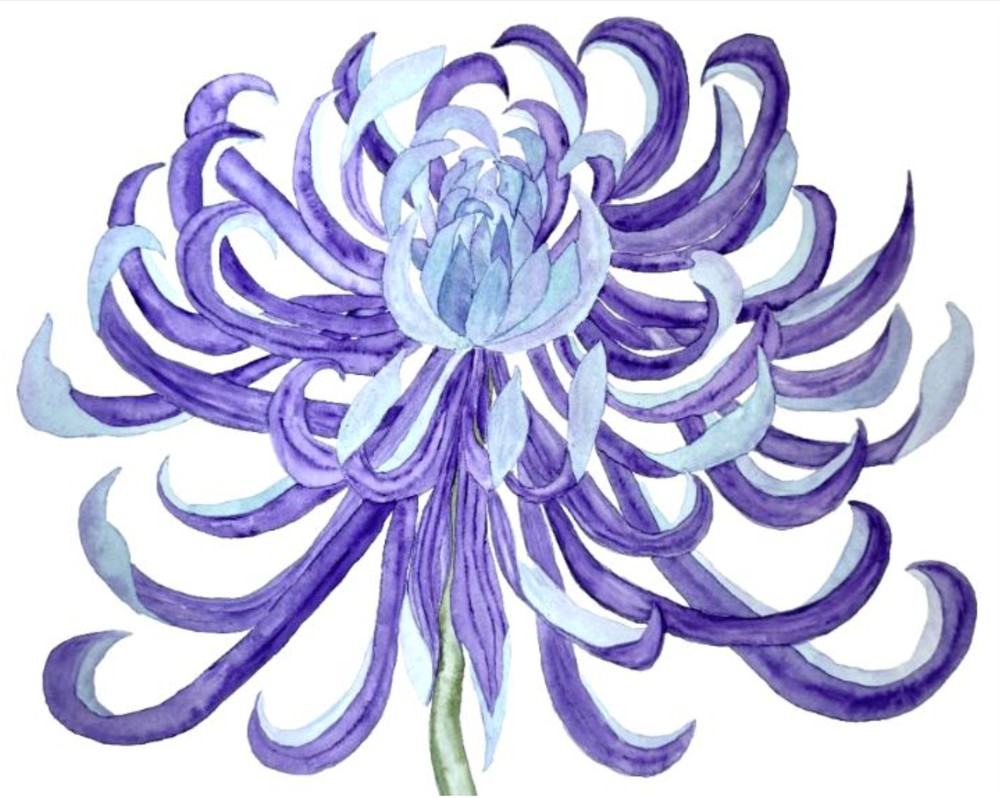 PAINTING WATERCOLOR 11X14 & WHITE MAT 16X20 FLOWER CHRYSANTHEMUM PURPLE BLUE MUM