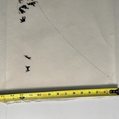 Zhang Shi-Pei Chinese Ink Paintings Lot of 4 Village Life Geese & Kites