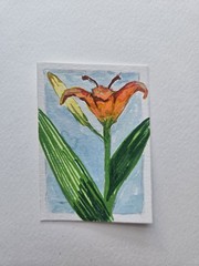 Original ACEO Day Lily 2.5 by 3.5 inches Floral series 3 of 5