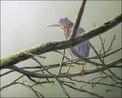 FRASE ORIGINAL PAINTING LITTLE GREEN HERON BIRD WILDLIFE ART DUCK STAMP ARTIST
