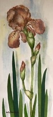 Artist NELLY DEACHMAN Original IRIS Watercolor Painting x2 ORANGE & YELLOW PAIR