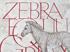 Dee Ann Segula, MI Zebra Equus Grevy original pen & watercolor painting