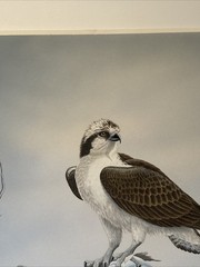 Dave Chapple Painting Bird Fish Realistic Original Large Famous Vintage Listed