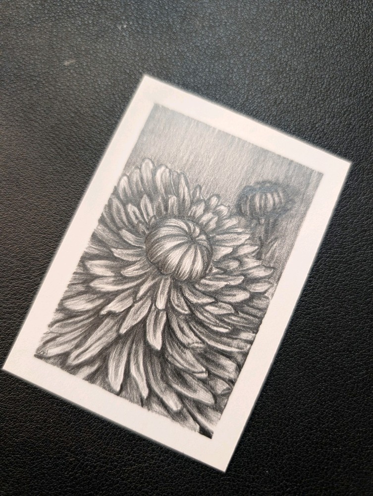 Custom Chrysanthemum Study Drawing ACEO ATC Hand Drawn Graphite Art OOAK