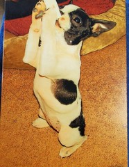 Orginal Ina Mulford French Bulldog On Canvas