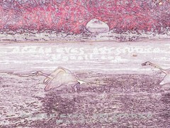 White Snow Geese Birds River Rocks Limited edition Canvas print 30″x40″ Signed