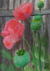 ACEO original acrylic painting „Poppies“ for flower lovers by T. Volokhova