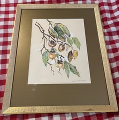 Original – Famous Early Texas Botanical Painter Mary Motz Wills (1875-1961)