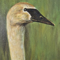 Vntg Oil Painting Swan And Cygnets On Nest Framed Signed