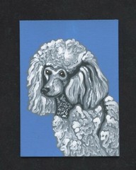 ACEO ATC Original Miniature Painting White Poodle Pet Dog Portrait Art -C. Smale