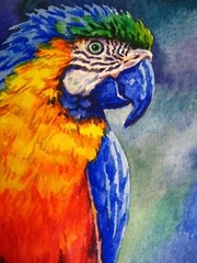 Watercolor Painting Parrot Macaw Bird Animals Nature ACEO Art No.53