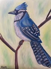 Original oil painting 11 x 14 inches gorgeous colorful blue jay bird