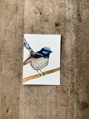 ACEO By Kenna Watercolour Blue Fairy Wren Bird Painting 2.5” X 3.5” Signed ÀTC