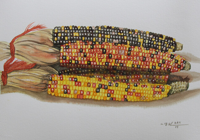 Multi-Colored Indian Corn, Original Watercolor Painting, Signed, 22×15 inch