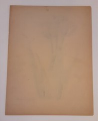Tulips By Helen Jean Hughes Vintage 1940s Drawing Quincy Illinois Artist