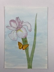 Iris Flower and Bufferfly Original Watercolor Painting 11×7”