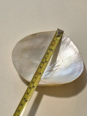 VTG AN OLD PERSIAN HAND PAINTING MINIATURE ON SEASHELL BIG Large