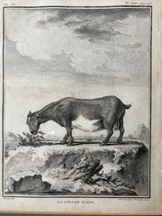 6 zoological illustrations, framed, 31×36 cm
