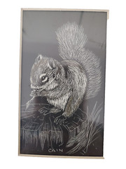 Bob Cain scratchboard print w/mat, 7×5 SQUIRREL #1079