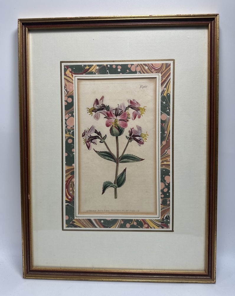 **RARE** 18th century botanical painting by Syd Edwards Del with COA 1806