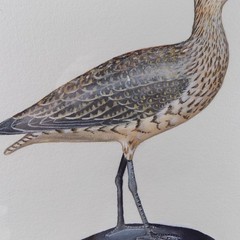 Roy Legaux Sr. Original Watercolor Painting Whimbrel Shorebird 22.5″x30″ VGC