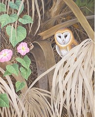 Original Bird Art Painting- Barn Owl by Chuck Ripper, Signed, Framed, Watercolor