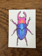 ACEO Original Colored Pencil Art Card Neon Beetle 2.5 x 3.5 Signed